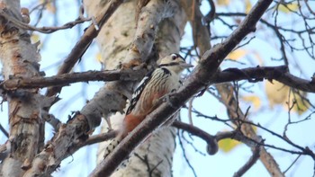 オオアカゲラ 野幌森林公園 2019年11月4日(月)