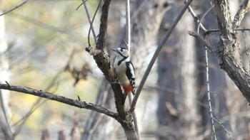 エゾアカゲラ 野幌森林公園 2019年11月4日(月)