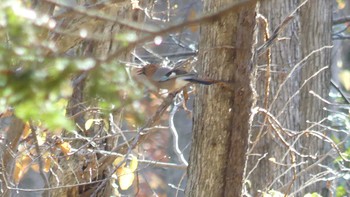 カケス 野幌森林公園 2019年11月4日(月)