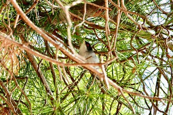 クロガシラムシクイ ニース城跡公園 2019年10月12日(土)