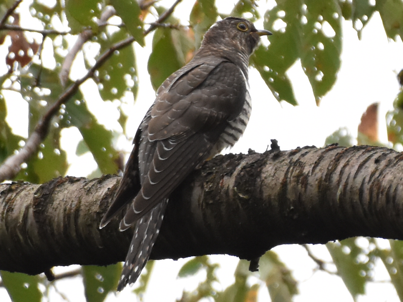 Photo of Lesser Cuckoo at Komiya Park by 嵐翠