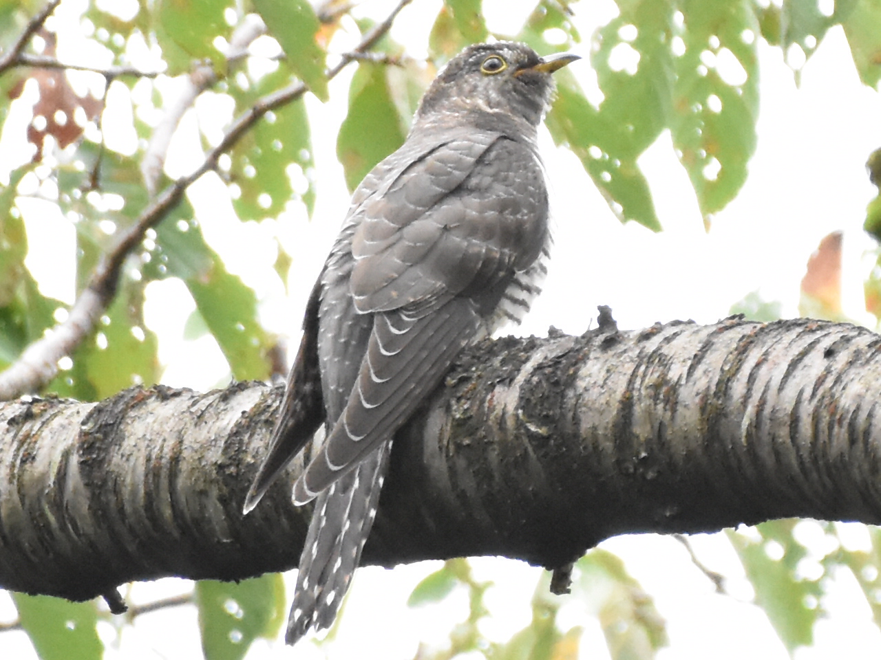 Photo of Lesser Cuckoo at Komiya Park by 嵐翠