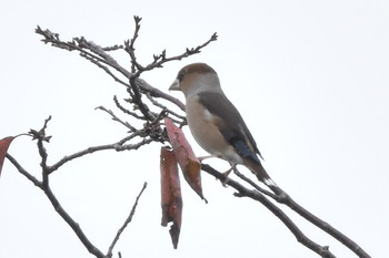 シメ 小宮公園(八王子) 2019年10月27日(日)