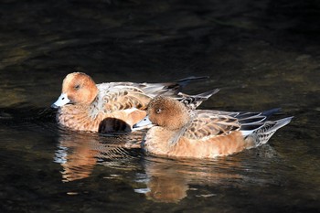 ヒドリガモ 智光山公園 2019年11月4日(月)