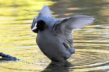 Eurasian Coot Chikozan Park Mon, 11/4/2019