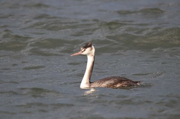 カンムリカイツブリ 湖北野鳥センター 2019年11月4日(月)