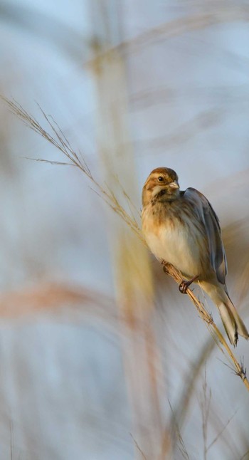 Common Reed Bunting Mizumoto Park Mon, 11/4/2019