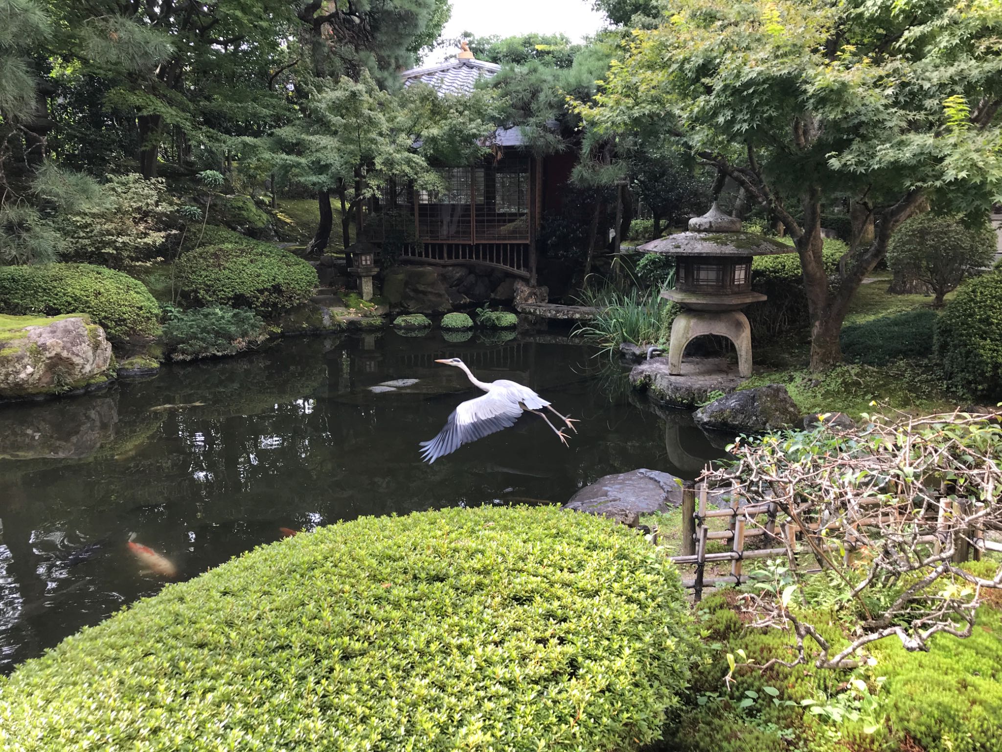 Photo of Grey Heron at 京都平安ホテル庭園 by smallfield