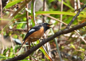 Daurian Redstart Unknown Spots Mon, 11/4/2019