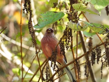 Siberian Long-tailed Rosefinch Unknown Spots Mon, 11/4/2019