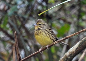 Masked Bunting Unknown Spots Mon, 11/4/2019