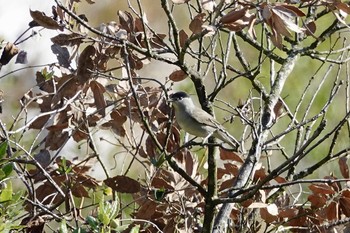 Eurasian Blackcap Fort de la Revère France Sun, 10/13/2019