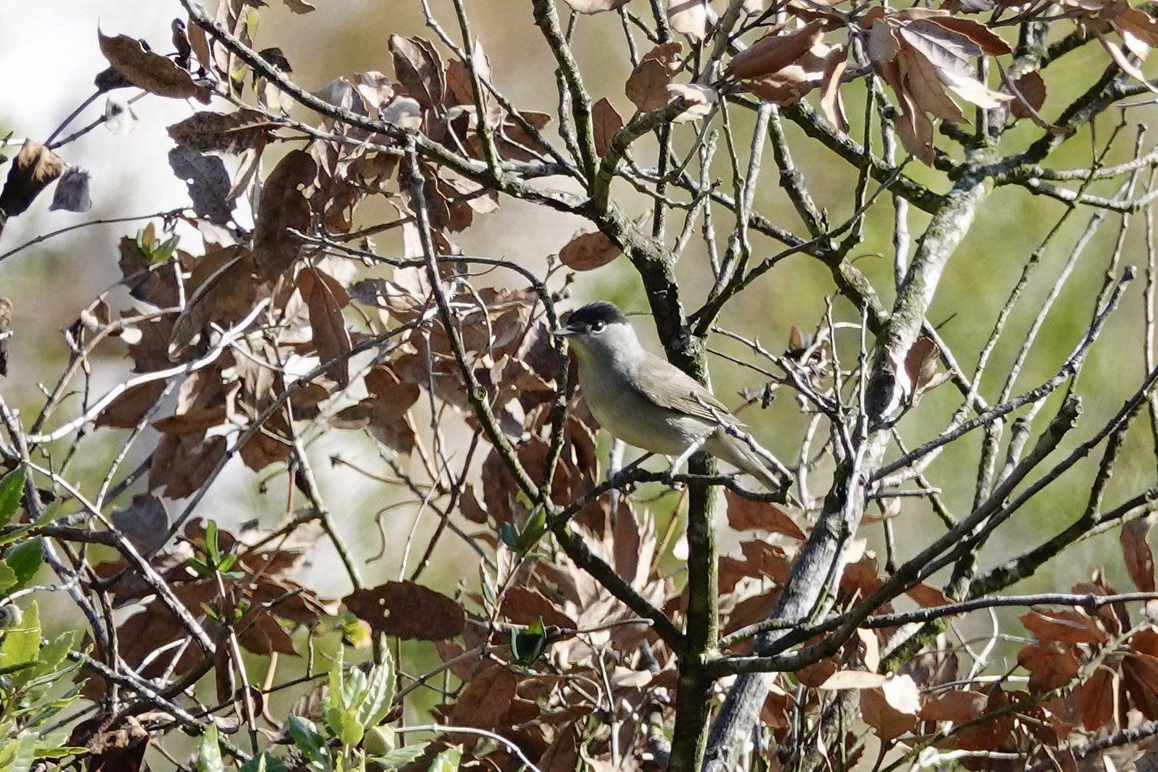 Photo of Eurasian Blackcap at Fort de la Revère France by のどか