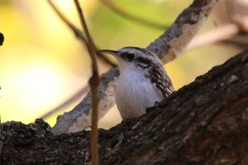 Eurasian Treecreeper(daurica) Hakodateyama Mon, 11/4/2019