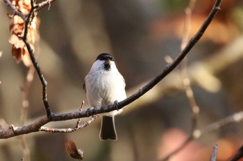 ハシブトガラ 北海道 函館市 函館山 2019年11月4日(月)