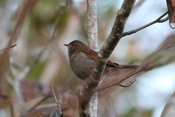 カヤクグリ 北海道 函館市 函館山 2019年11月4日(月)