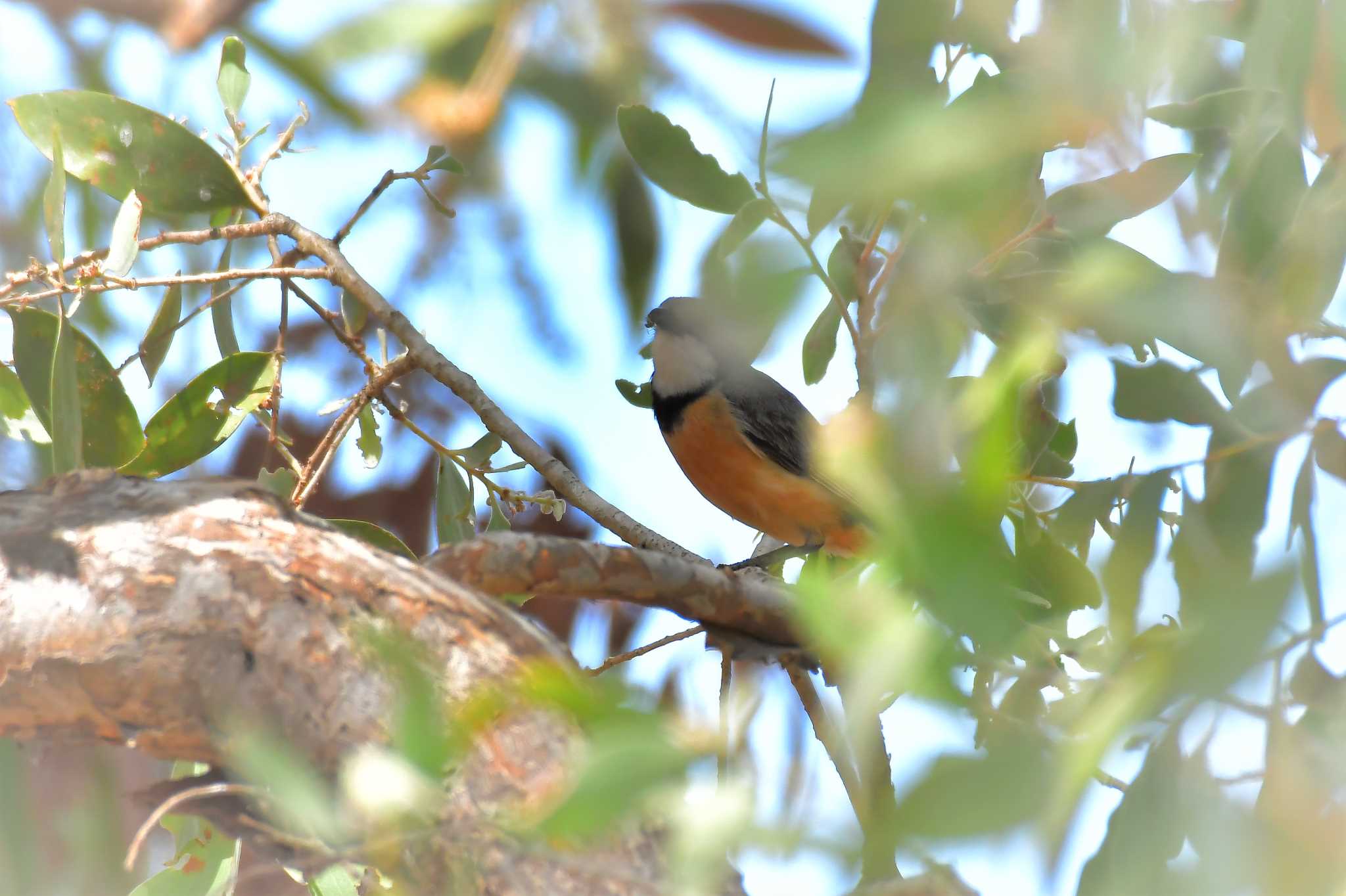 Rufous Whistler