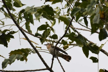 Little Bronze Cuckoo