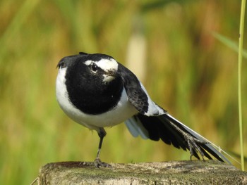 Japanese Wagtail 西尾いきものふれあいの里 Sat, 11/2/2019