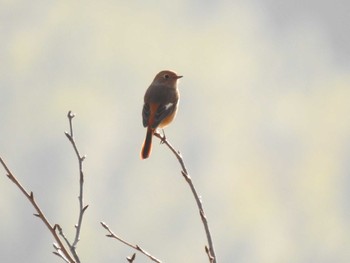 Daurian Redstart 西尾いきものふれあいの里 Sat, 11/2/2019