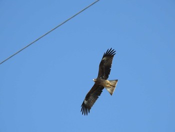 Black Kite 恵比寿海水浴場 Sat, 11/2/2019