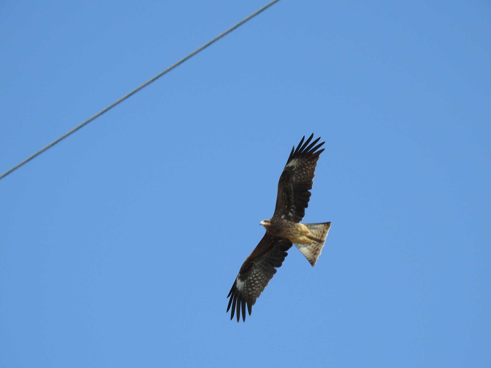 Photo of Black Kite at 恵比寿海水浴場 by saseriru