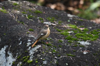 2019年11月4日(月) 葛西臨海公園の野鳥観察記録