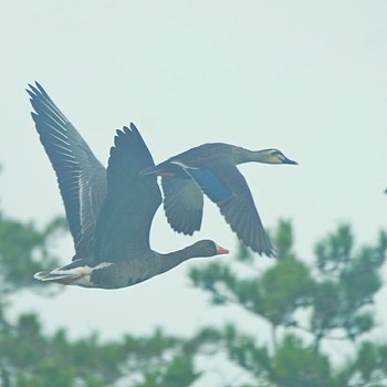 Greater White-fronted Goose 藤間沼 Sat, 10/26/2019