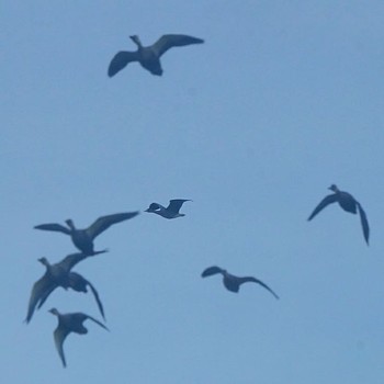 Greater White-fronted Goose いわき市 Unknown Date