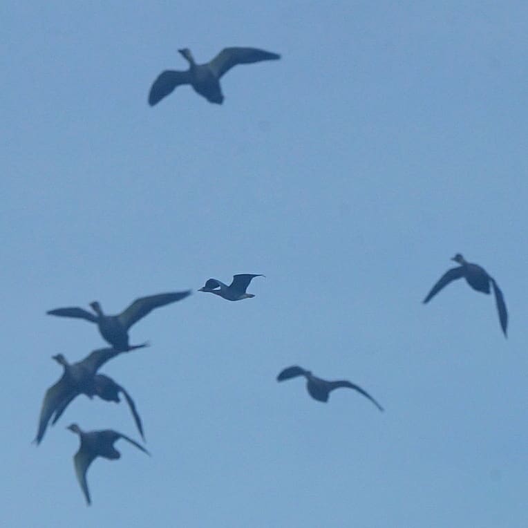 Photo of Greater White-fronted Goose at いわき市 by Suzunori