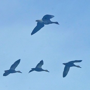 Greater White-fronted Goose いわき市 Unknown Date