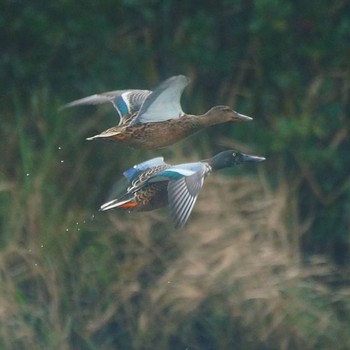 Northern Shoveler いわき市 Mon, 10/21/2019