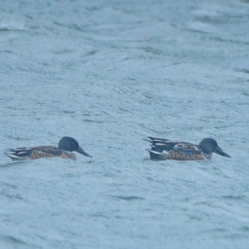 Northern Shoveler いわき市 Unknown Date