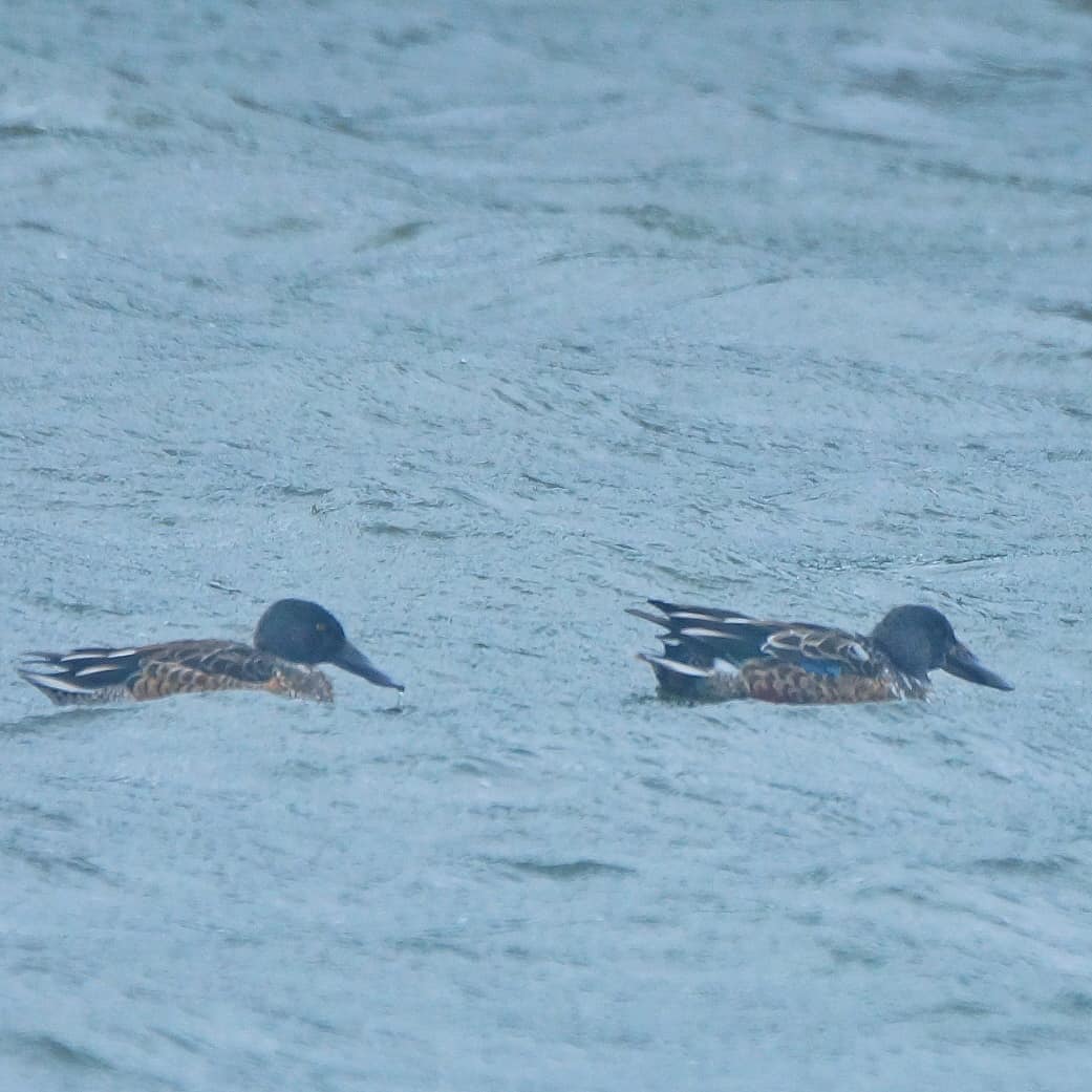 Photo of Northern Shoveler at いわき市 by Suzunori