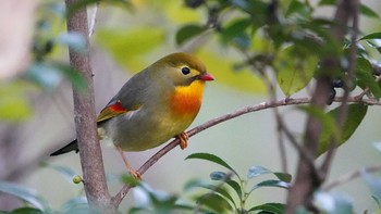 Red-billed Leiothrix 東京都多摩地域 Mon, 11/4/2019