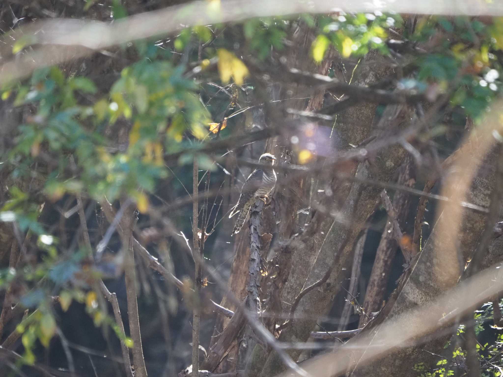 Photo of Common Cuckoo at 妙義山 by ふなきち