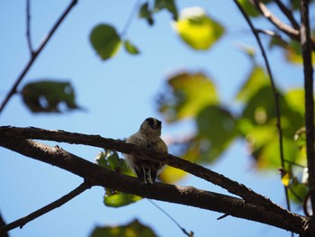 2019年11月4日(月) 妙義山の野鳥観察記録