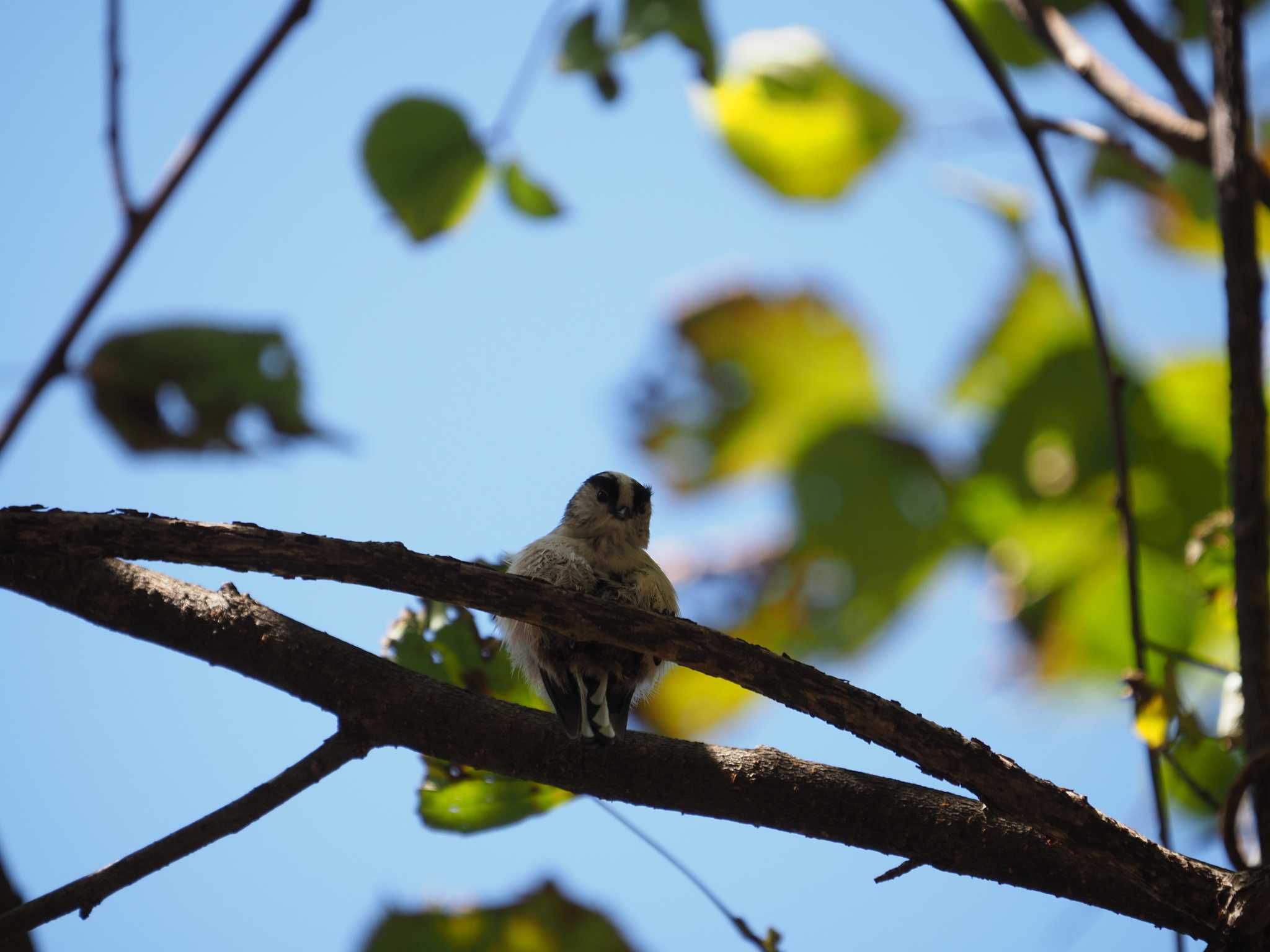 Long-tailed Tit