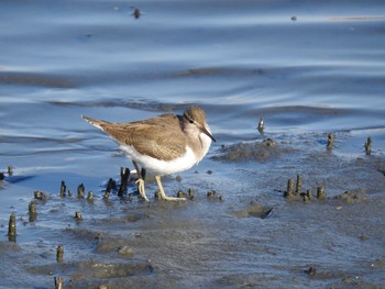 イソシギ 東京港野鳥公園 2019年11月4日(月)