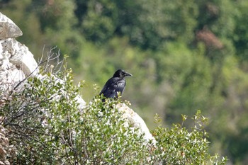 Carrion Crow Fort de la Revère France Sun, 10/13/2019