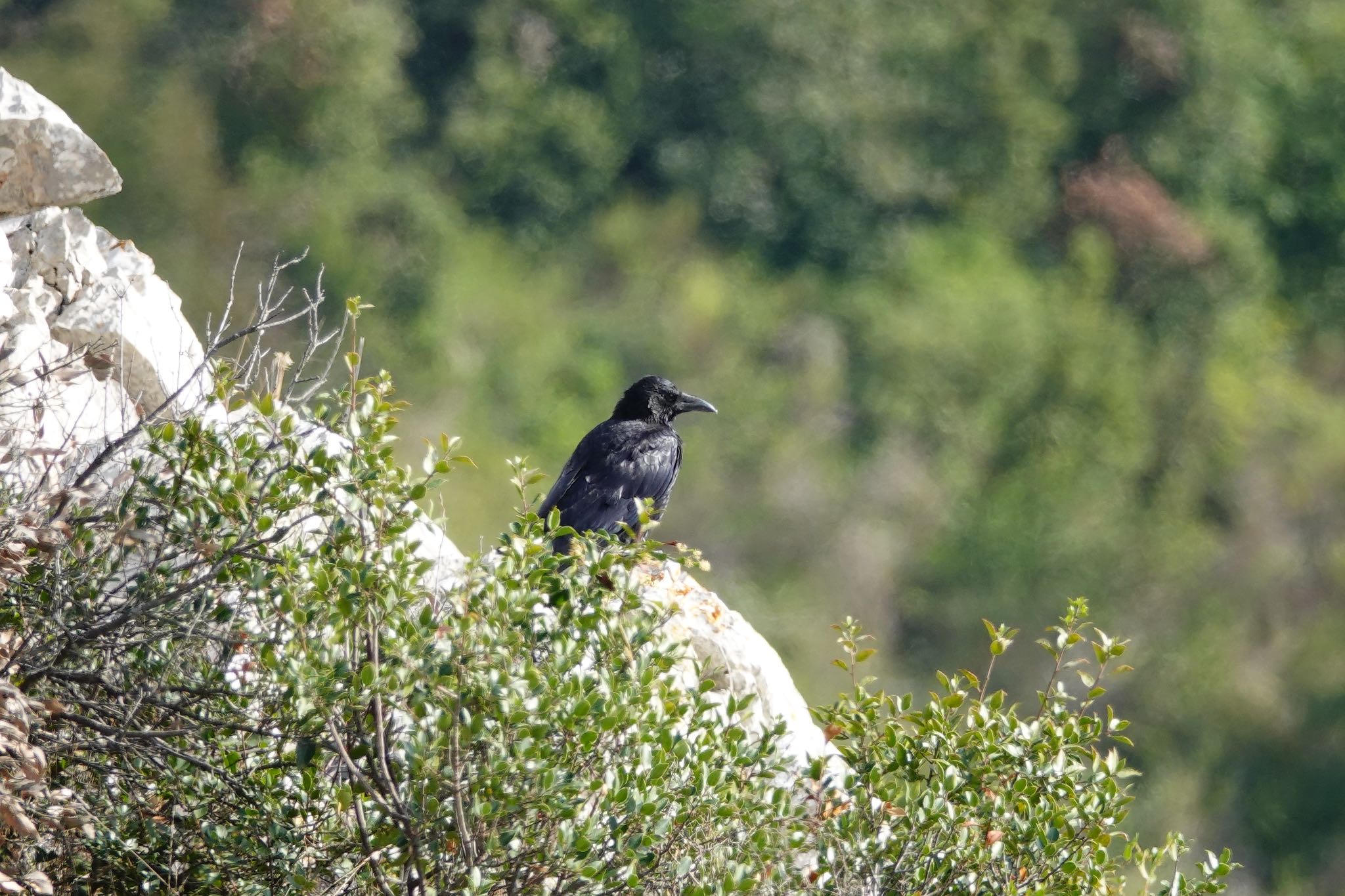 Photo of Carrion Crow at Fort de la Revère France by のどか