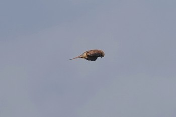 Common Kestrel Fort de la Revère France Sun, 10/13/2019