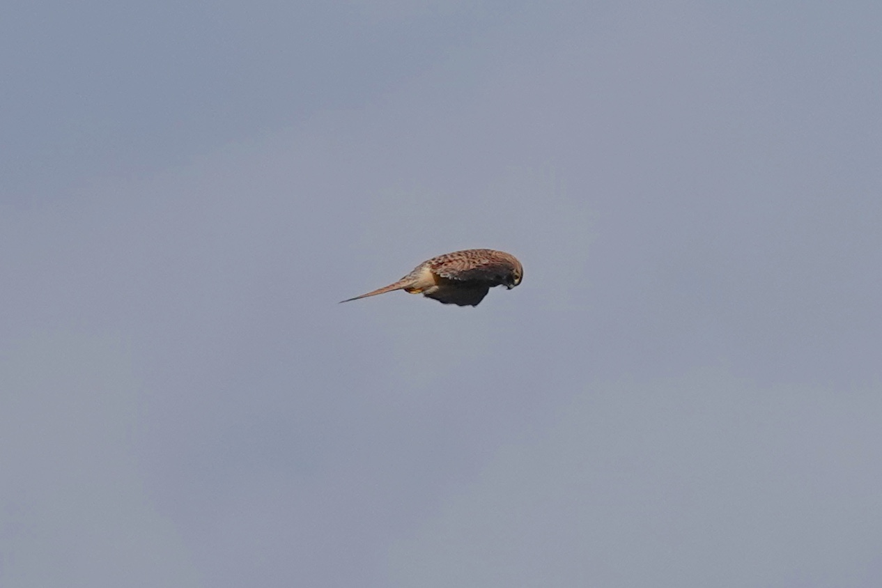 Photo of Common Kestrel at Fort de la Revère France by のどか