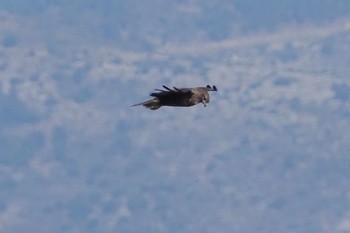 Common Buzzard Fort de la Revère France Sun, 10/13/2019