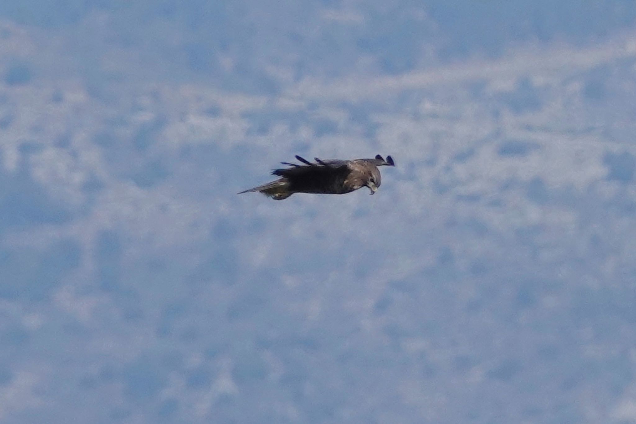 Photo of Common Buzzard at Fort de la Revère France by のどか