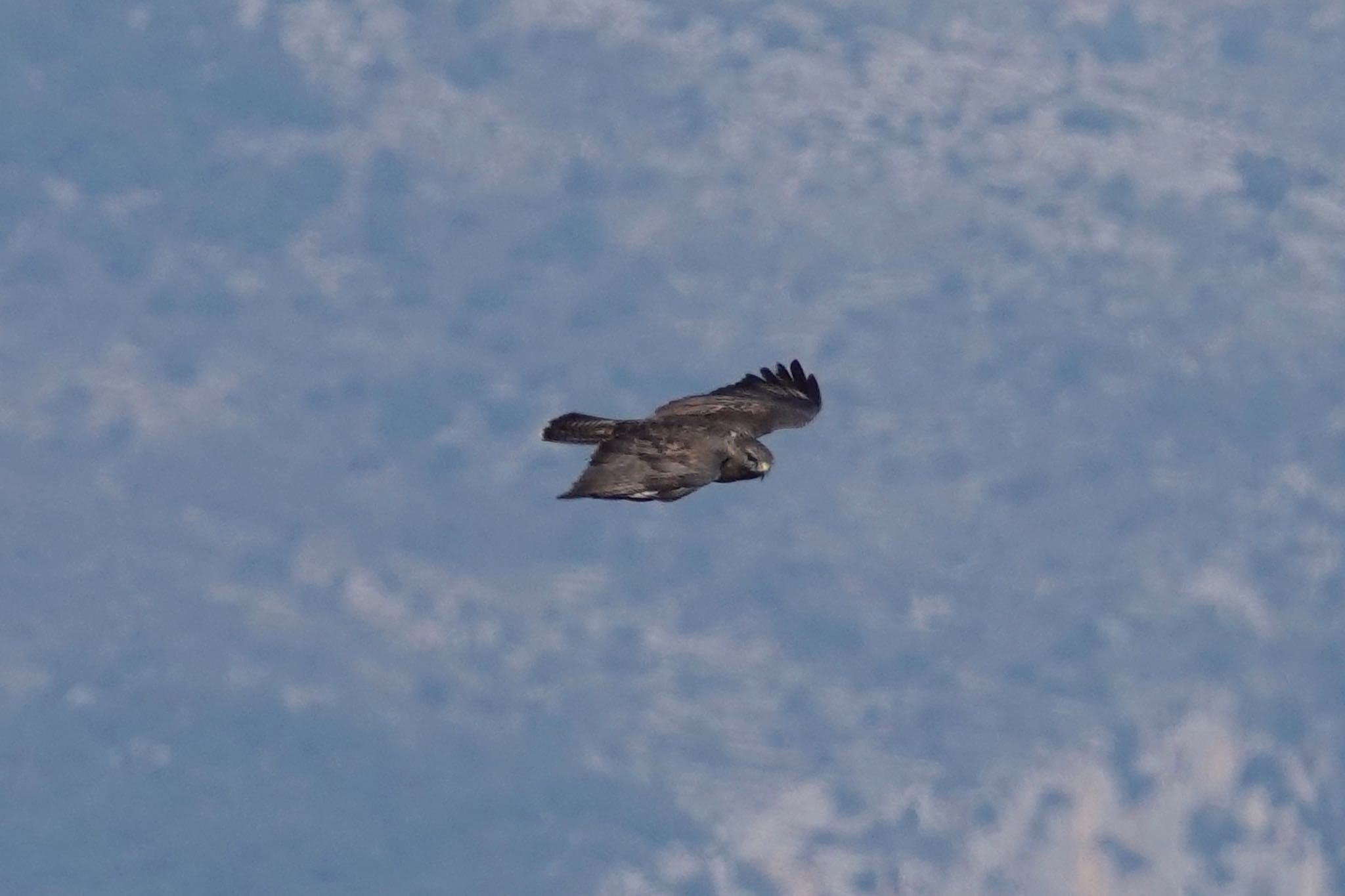 Photo of Common Buzzard at Fort de la Revère France by のどか