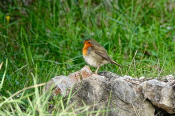 European Robin Fort de la Revère France Sun, 10/13/2019