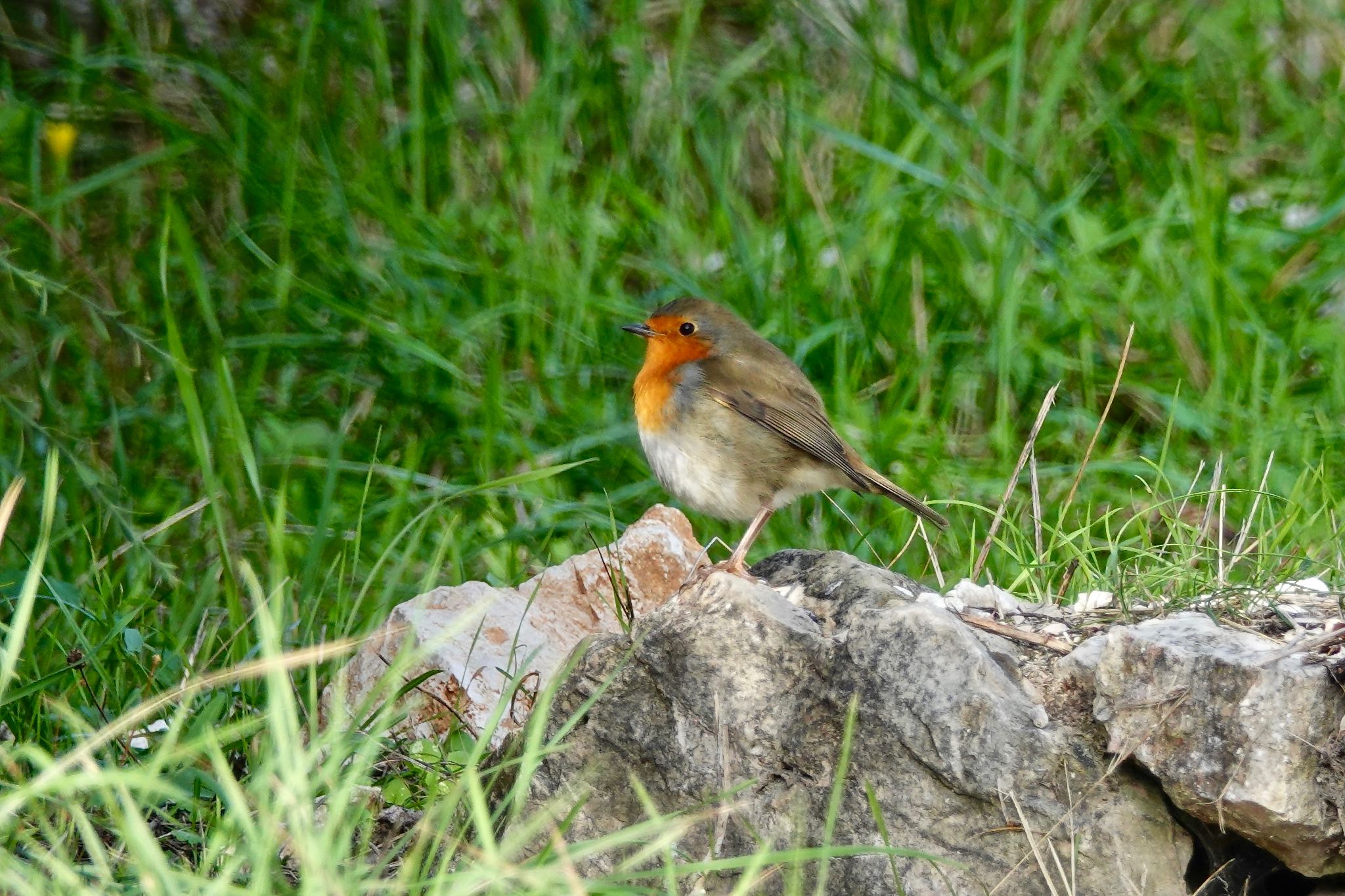 Photo of European Robin at Fort de la Revère France by のどか