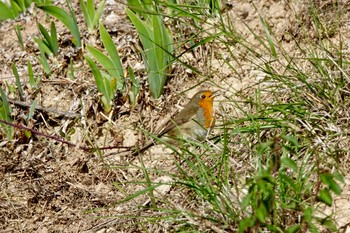 European Robin Fort de la Revère France Sun, 10/13/2019