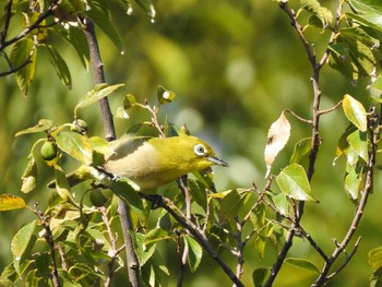 メジロ 東京港野鳥公園 2019年11月4日(月)